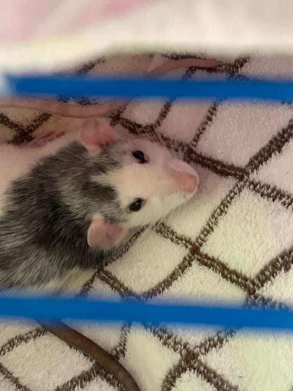 Rats, a cat, and home décor on a quiet afternoon