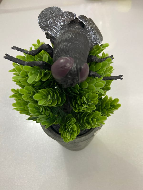 Indoor moments captured in Уральское: decorative plant, chocolate products