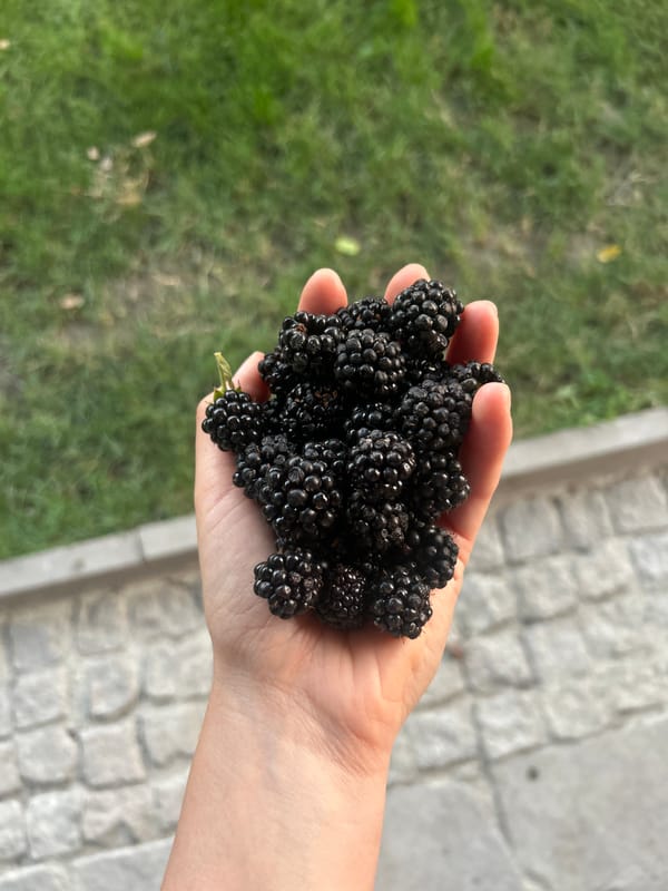 Ripe summer fruit — blackberries, peaches, and figs — in Parvomay