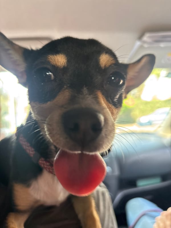 Small dog photographed panting in car in Cuernavaca