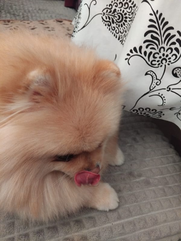 Pomeranian relaxes at home in Apriltsi, Bulgaria