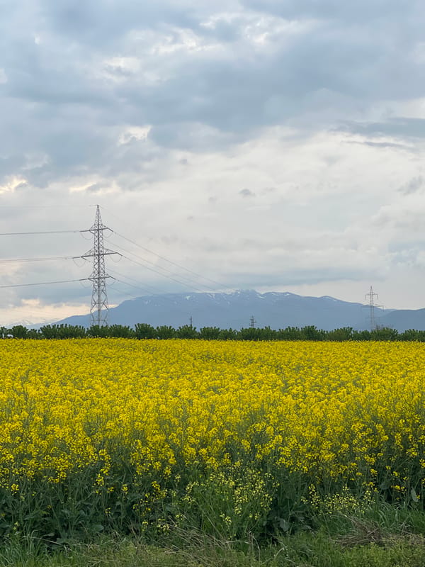 Rapeseed flowers bloom in Bulgarian countryside near Koprinka