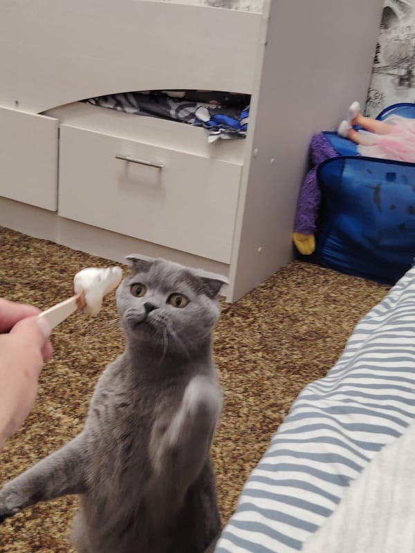 Scottish Fold reaches for a treat on a stick indoors
