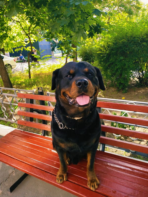 Summer morning in a Horishni Plavni park: gardens, a Rottweiler, selfies