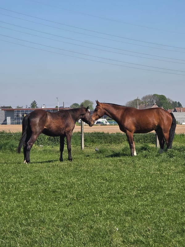 Two brown horses nuzzle across fence in Belgian field