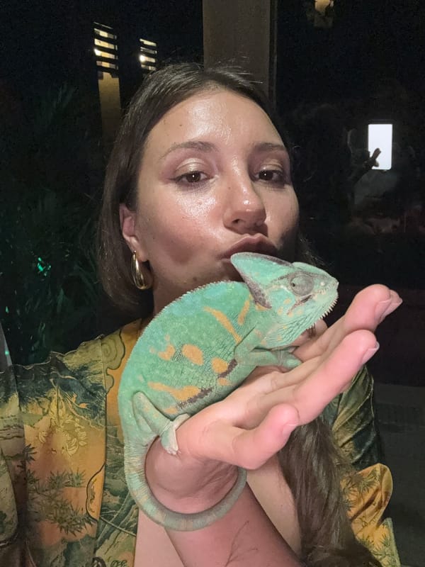 Tortoises mate on residential lawn in Ungasan, Indonesia