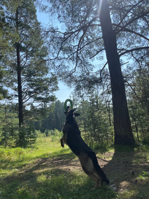 Dogs playing fetch in a Nizhny Tagil forest on a summer morning