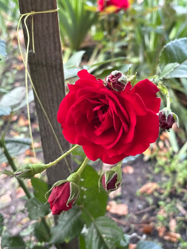 Morning coffee and garden details from a blooming backyard