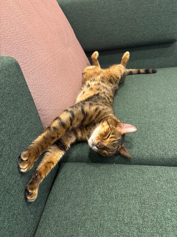 Tabby cat deep asleep on a green sofa