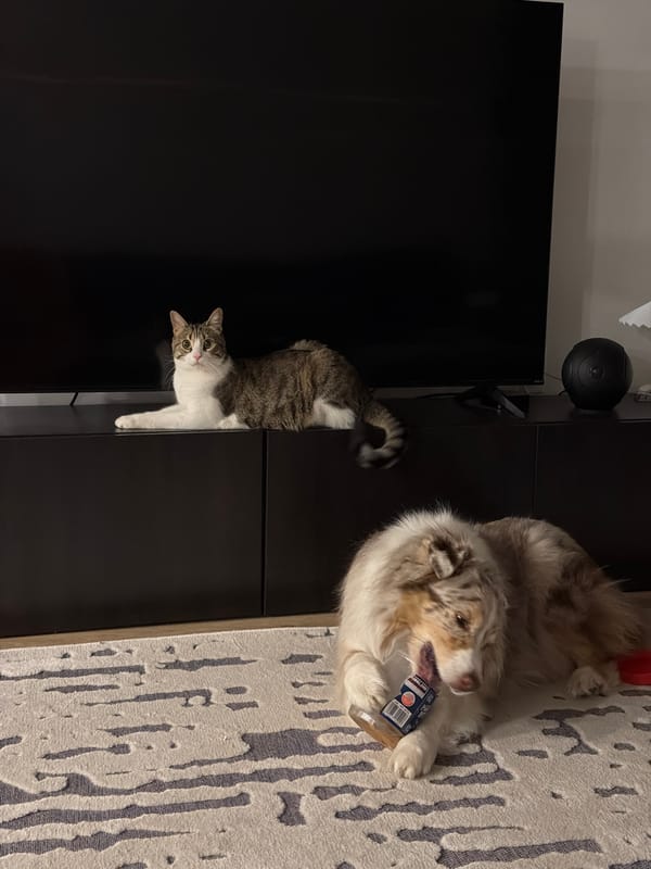 Cat and dog rest peacefully indoors in Laval home