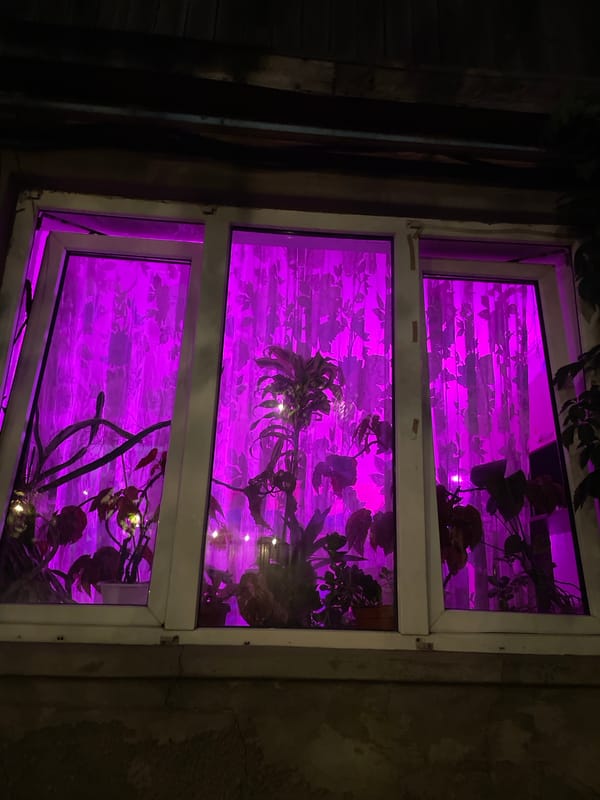 Rainy evening at a light-strung Almaty courtyard, pets and plants included