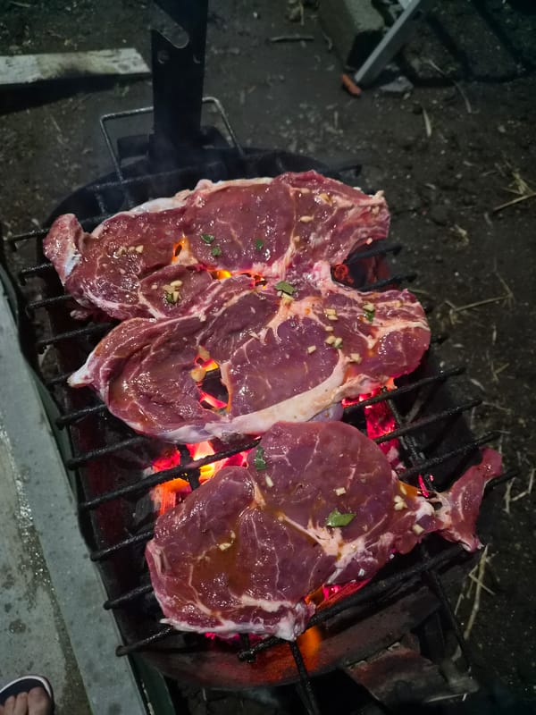 Evening observations capture turtle, fire, and flowers in Barcelos