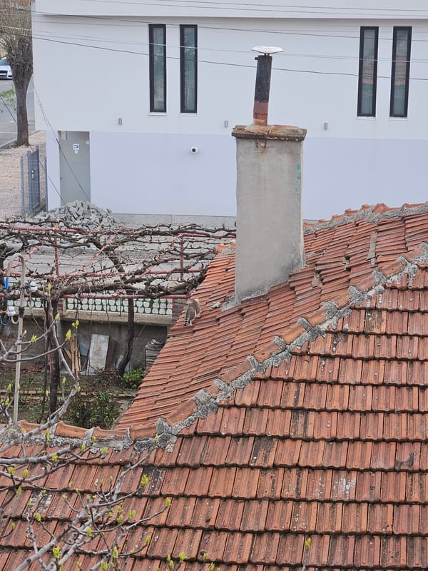 Cat care and domestic life documented in Yambol, Bulgaria