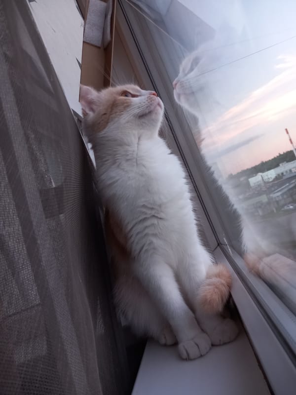 Cat explores cozy evening apartment with ambient lighting and scattered belongings