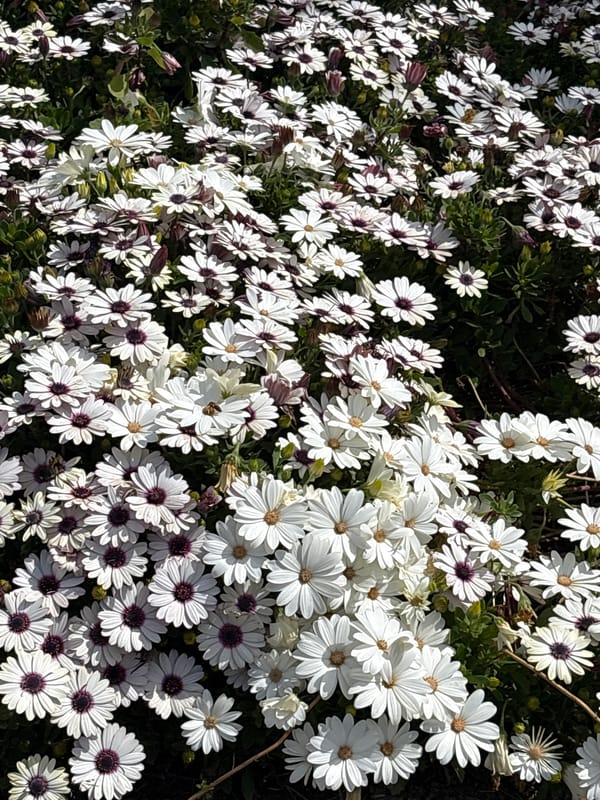 Spring morning documented in Bar, Montenegro through botanical and maritime scenes