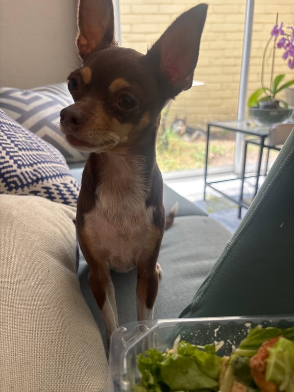 Chihuahua rests on couch beside salad container in Puebla