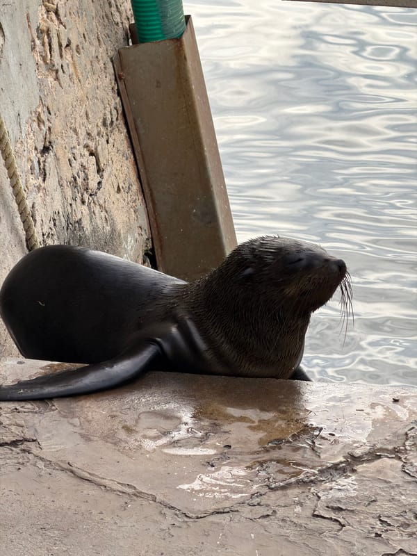 Cape Town visitors document iconic Zeitz Museum, Silo Hotel architecture