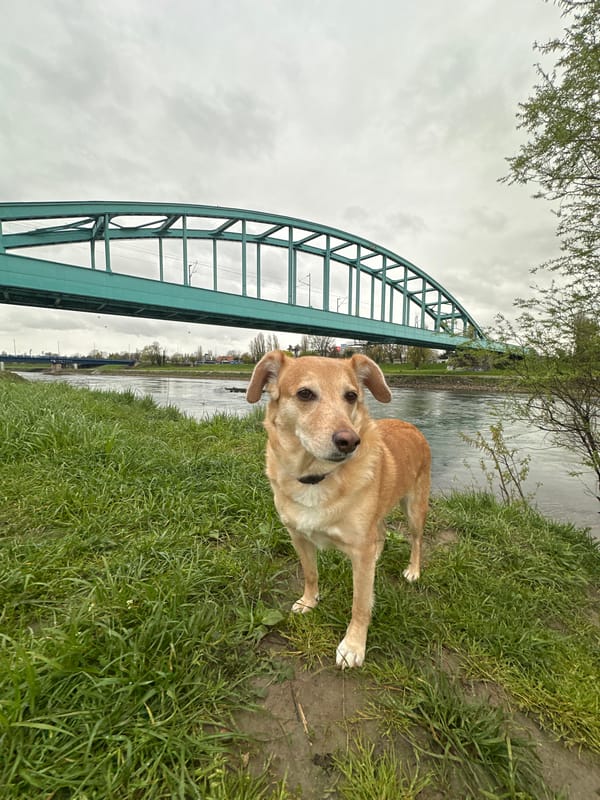 Dog spotted on muddy riverbank in Zagreb