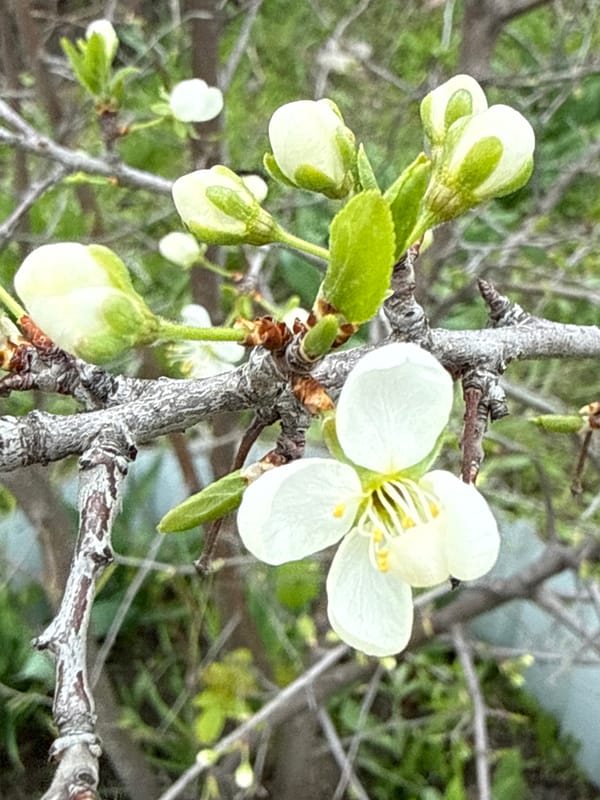 Spring scenes documented in Aksay, Kazakhstan over four minutes