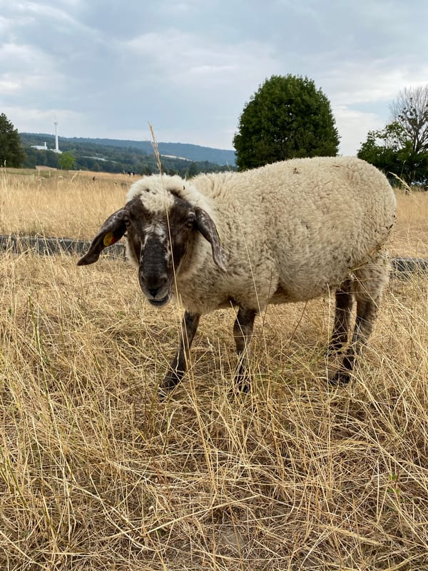 Sheep grazing in a dry field in Milvignes, Switzerland