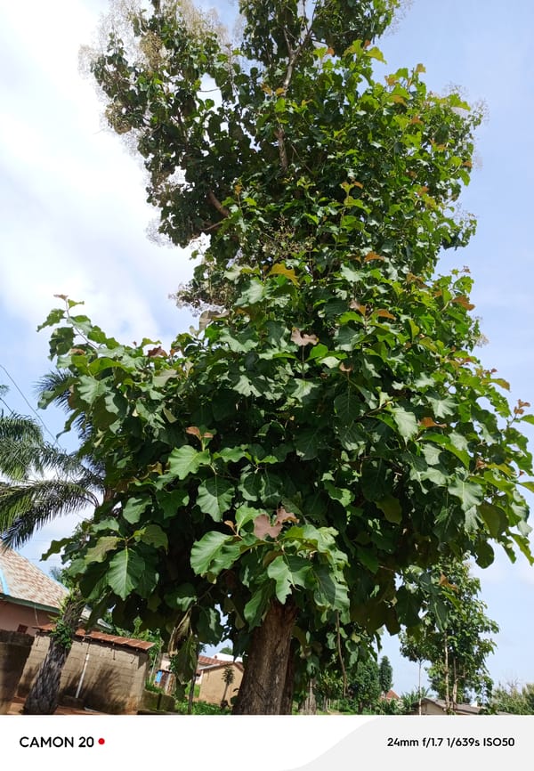 Everyday scenes from a quiet morning in Takau, Nigeria