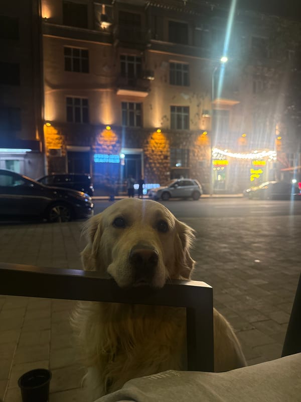 Golden retriever holds the railing outside a Yerevan building at night
