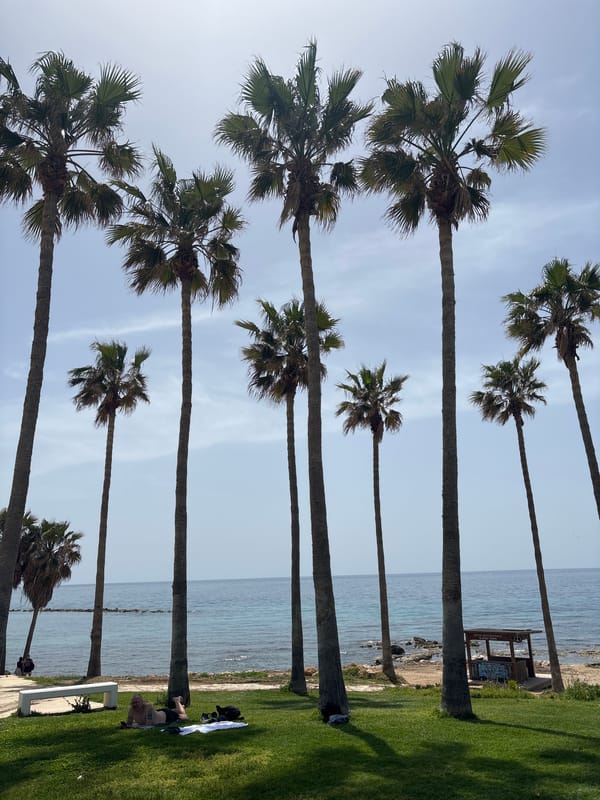 Morning coastal documentation in Paphos shows palm-lined rocky shoreline