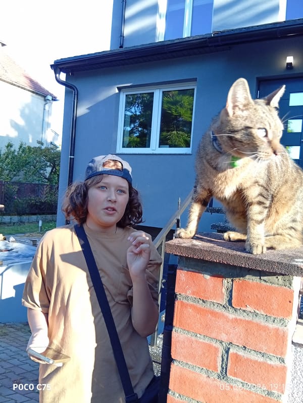 Tabby cats spotted across Wrocław neighborhoods during evening hours