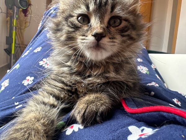 Kitten rests on lap in blue floral pajamas, Marrakesh