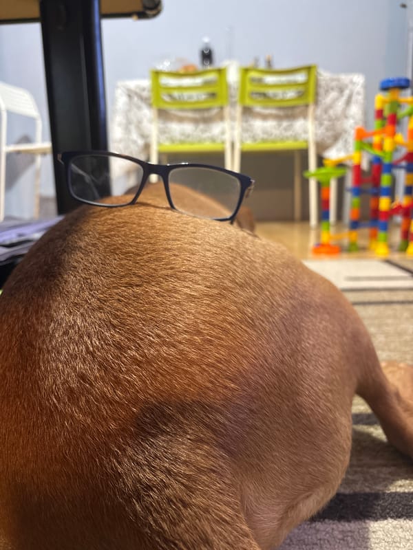 Dog wearing eyeglasses photographed in Sofia, Bulgaria