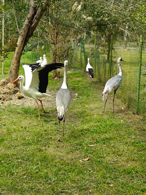 Visitor documents wildlife park tour in Shekvetili, Georgia