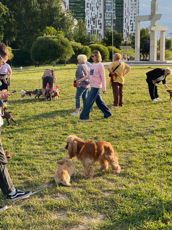 Dogs and owners gather in a sunny Otradnoye park
