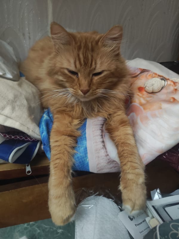 Orange cat rests on cushion in Pushkin, Russia