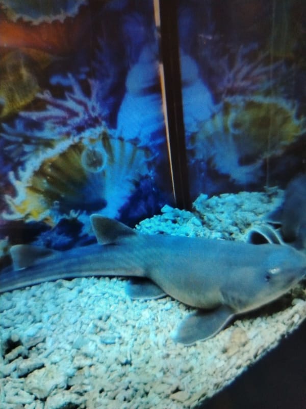 Visitor documents diverse aquarium exhibits in Yaroslavl, Russia