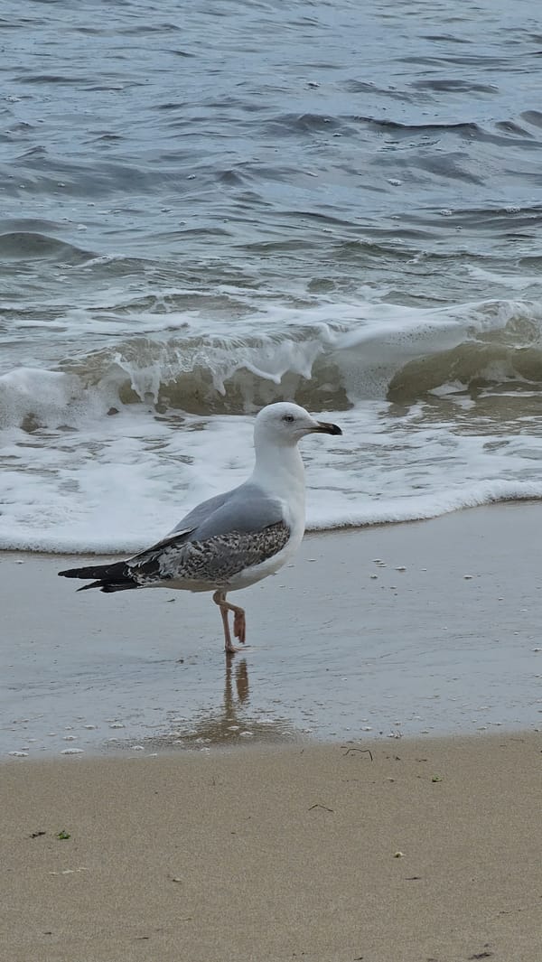Seagull spotted diving at Varna beach under cloudy skies