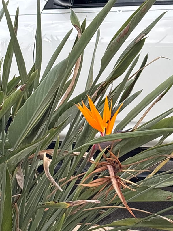 Suburban evening: spiders, construction, and Fourth of July prep