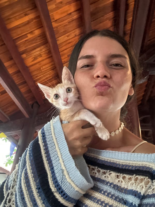 Kittens getting cozy in Mũi Né