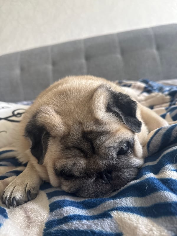Pug logs a full morning of naps on various soft surfaces