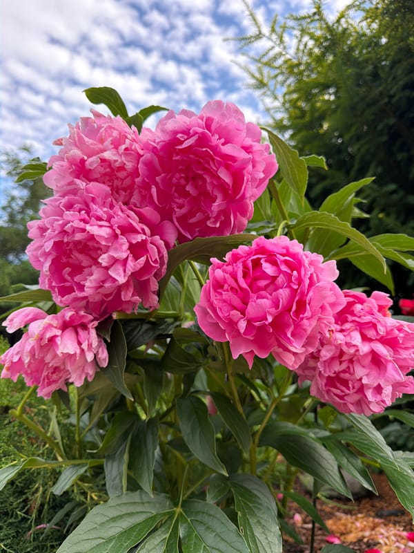 Garden in bloom and a brindle dog's afternoon in Baloži