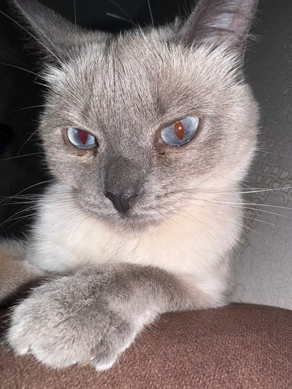 Siamese cat at home in Slonim, Belarus