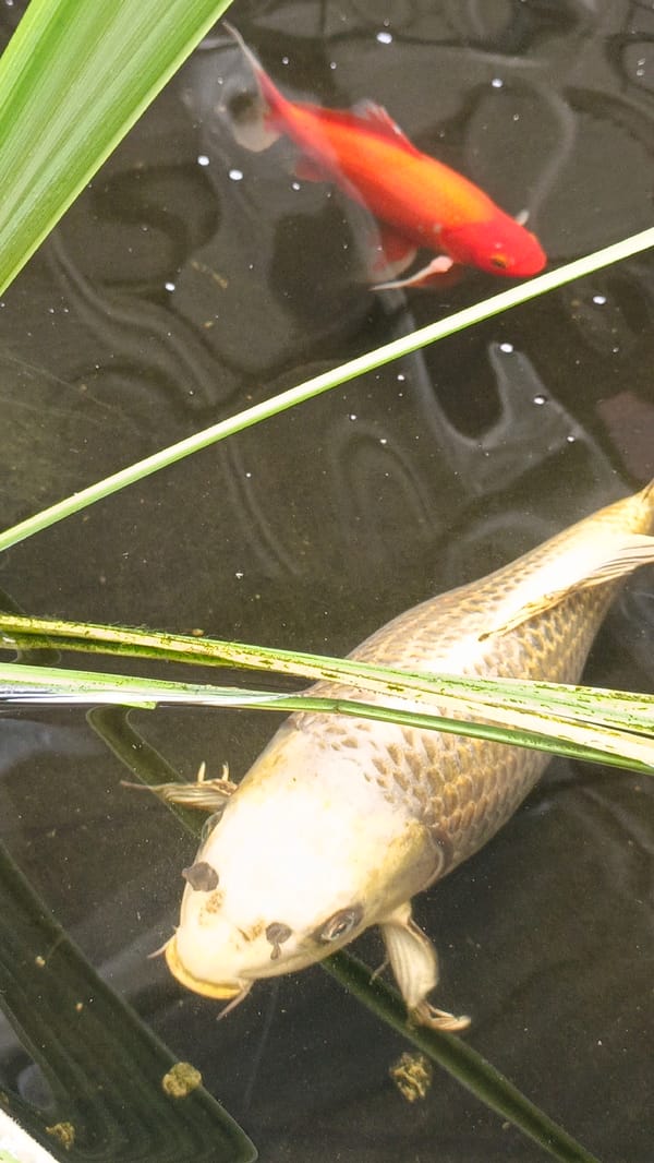 Koi fish spotted swimming in Sevastopol pond