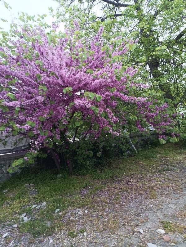 Spring blooms documented across Karnobat, Bulgaria in early morning