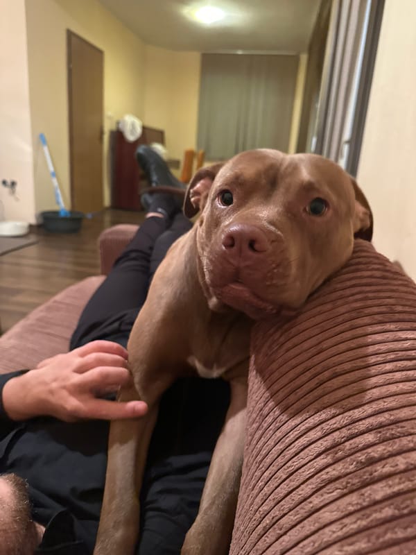 Pit bull cuddles and plays on the couch in Malevo