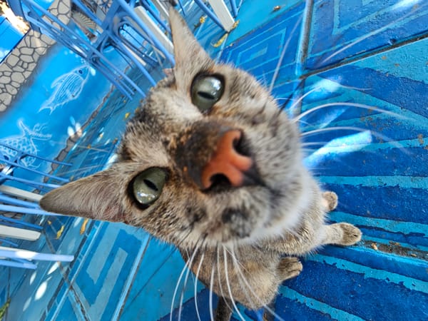 Cat and grilled octopus in Fanari, Greece
