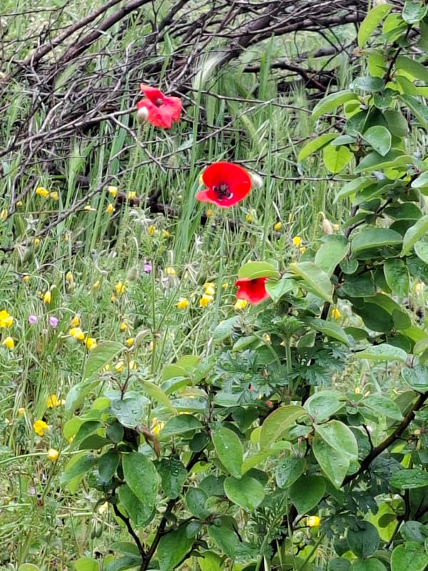 Spring wildflowers and urban scenes documented across Plovdiv, Bulgaria