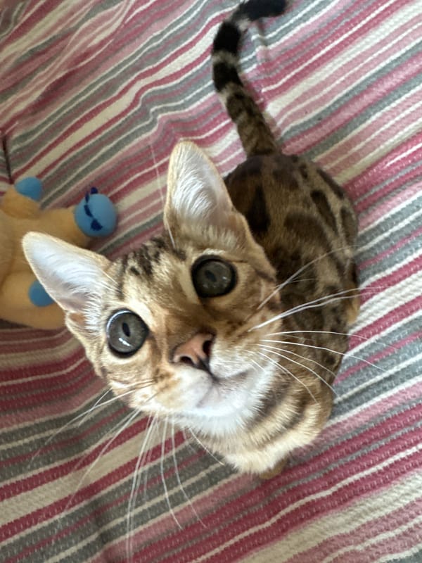 Bengal cat explores surfaces and sniffs around a Rzhev home
