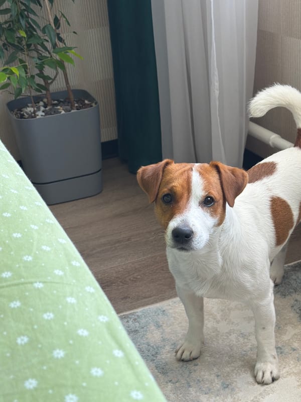 Lazy Moscow morning with a Jack Russell Terrier at home