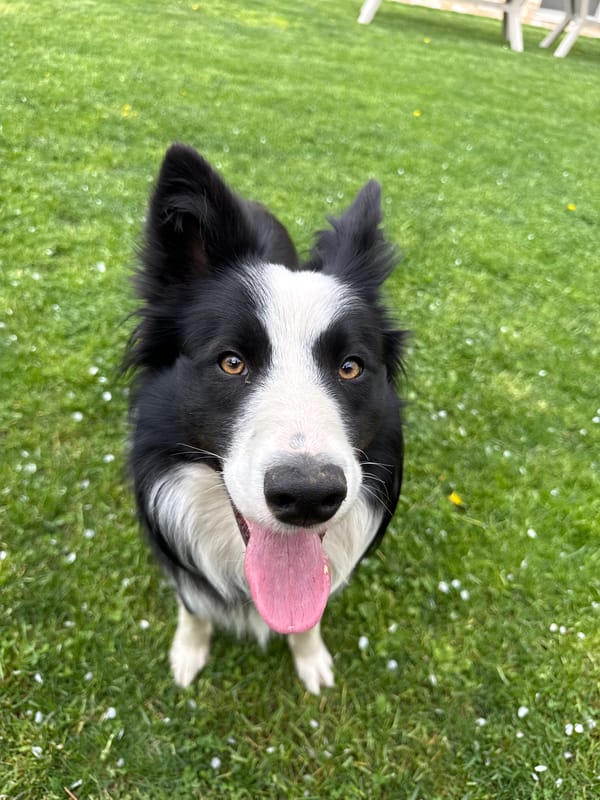 Border Collie plays on lawn in Berkovitsa, Bulgaria