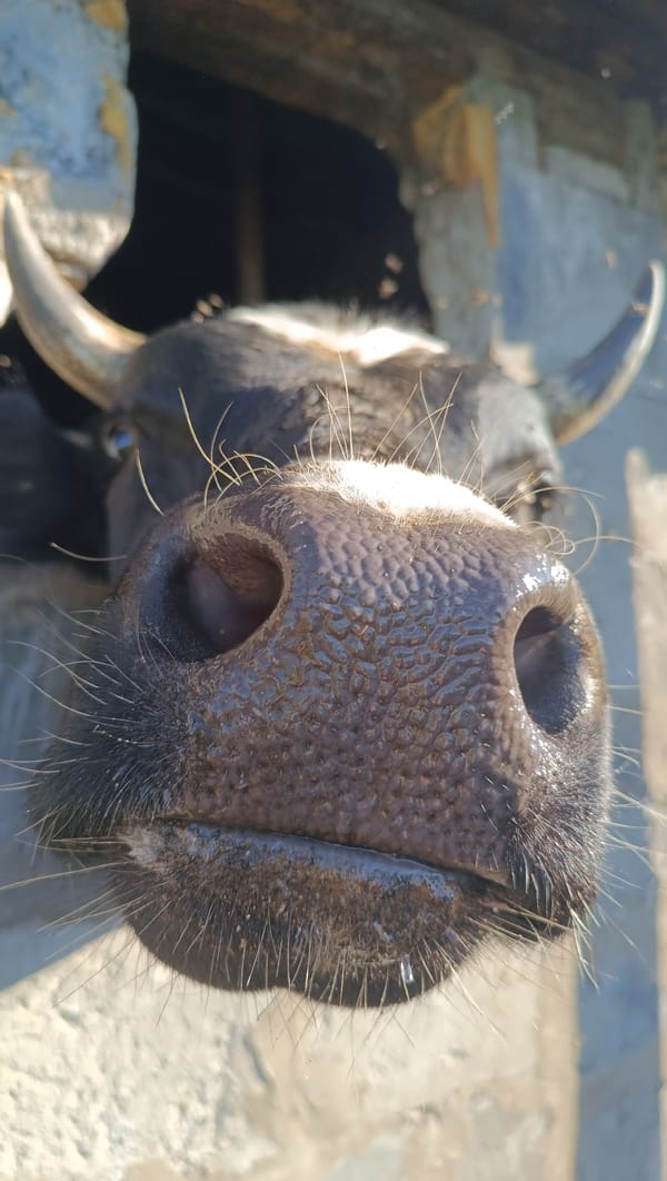 Up-close with cattle: wet muzzles, wandering flies, stone walls.