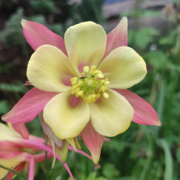 Close-up garden flower photography across a dozen bloom varieties